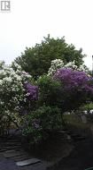 Trees in Bloom - 