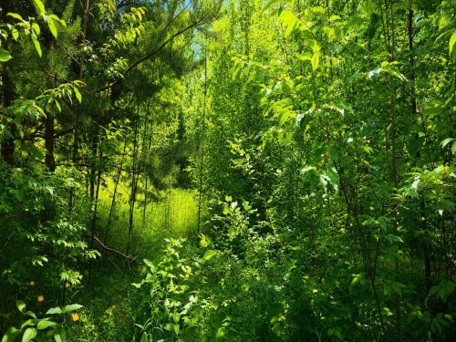 Terre/Terrain - Rue Robert, Lachute, QC 