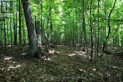 Trails through property - 