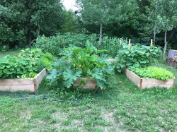 Garden - 