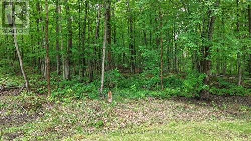 Your neighbour is acres of trees for added privacy - 7463 Davy Drive, Ramara, ON 
