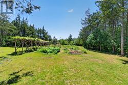 grapevines, veggie-ready garden, asparagus patch - 