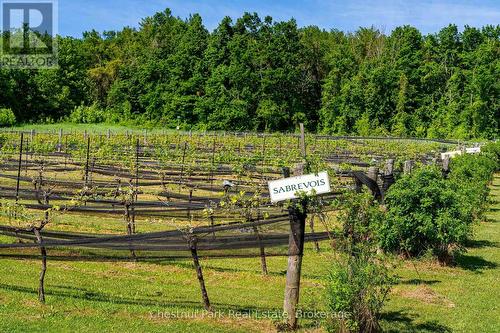 One of two wine producing vineyards - 3554 Concession 3, Clearview, ON 