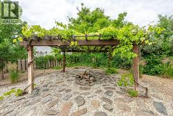 Pergola with grape vines - 