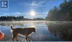 Even your furry family members will be happy here - 