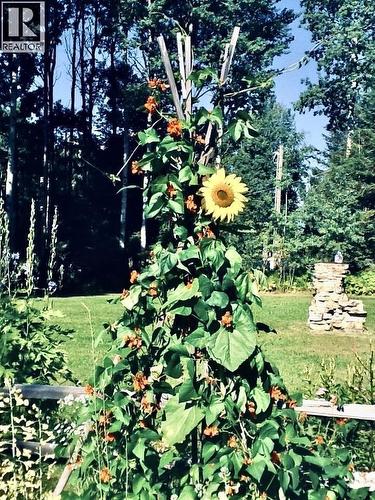 310 Mountain View Road, Mcbride, BC - Outdoor