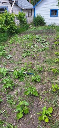 Growing garden - 23 Princess Avenue E, Brandon, MB 