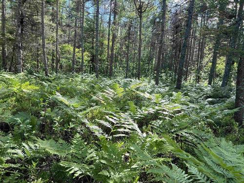 Lot 3 Highway 8, Harmony, NS 
