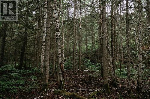 447 Fox Run, Temagami, ON 