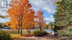 Autumn - 