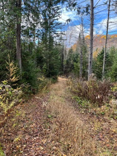 Wooded area - Route 323 N., Amherst, QC 