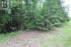 Vickers Trail Lot# 1 Anglemont, BC V0E 1M8