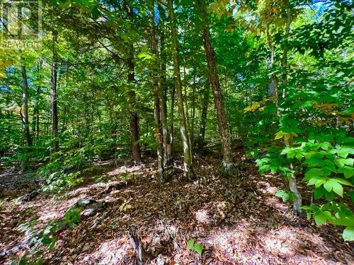 0 Acton Island Road, Muskoka Lakes (Medora), ON 