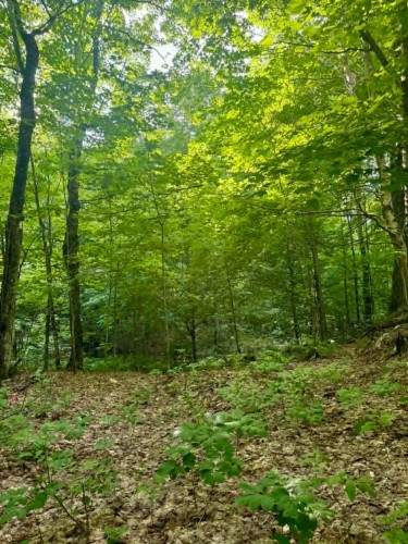Lot - Route 117 N., Rivière-Rouge, QC 