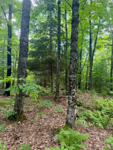 Lot - Route 117 N., Rivière-Rouge, QC 
