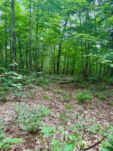 Lot - Route 117 N., Rivière-Rouge, QC 