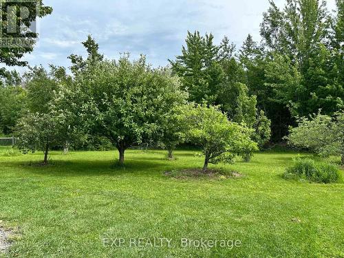 Fruit trees - 91 Simcoe Road, Ramara, ON 