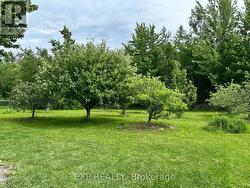 Fruit trees - 