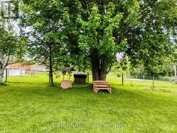 Shade tree - 