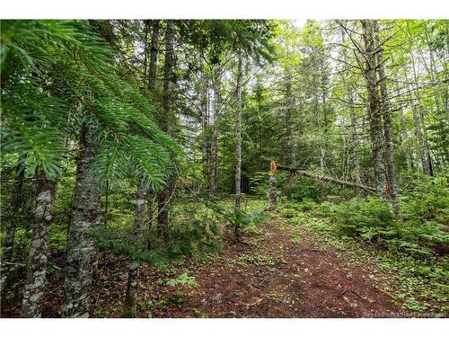 76 Back Rd, Summerfield, NB 