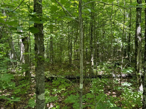 Lot - Ch. Nason, Harrington, QC 