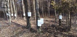 Maple trees to tap - 