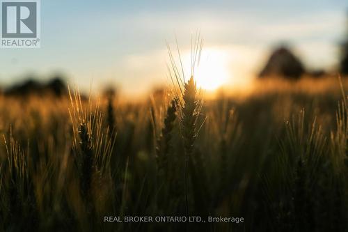 99 County Road 18 Road, Brant, ON 