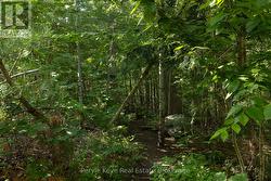 Trail through the trees - 