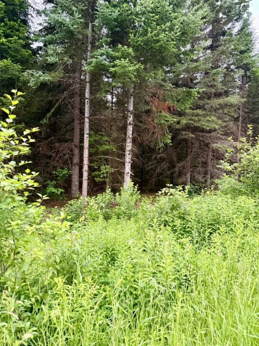 Terre/Terrain - Ch. Des Malards, Mont-Blanc, QC 