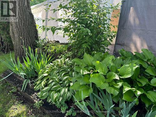 Perennial gardens. - 36 Brouse Drive E, South Dundas, ON 