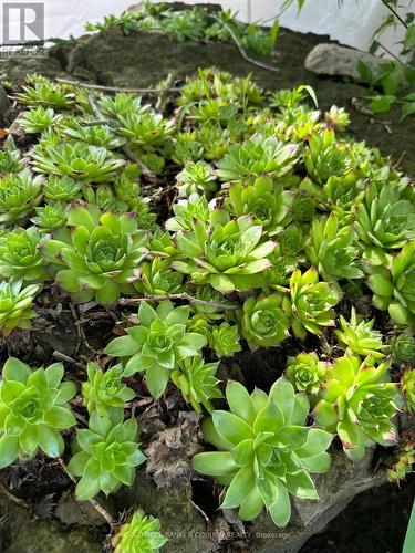 Perennial gardens. - 36 Brouse Drive E, South Dundas, ON 