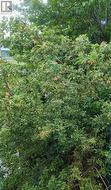 Apple Tree - 