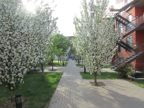 Jardin - 1897 Rue De Chambly, Montréal (Mercier/Hochelaga-Maisonneuve), QC - Outdoor