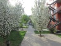 Jardin - 1897 Rue De Chambly, Montréal (Mercier/Hochelaga-Maisonneuve), QC  - Outdoor 