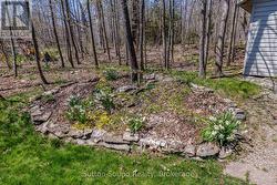Back Yard - 