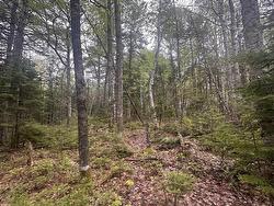 Lot 22 Moose Pit Road Westfield, NS B0T 1B0