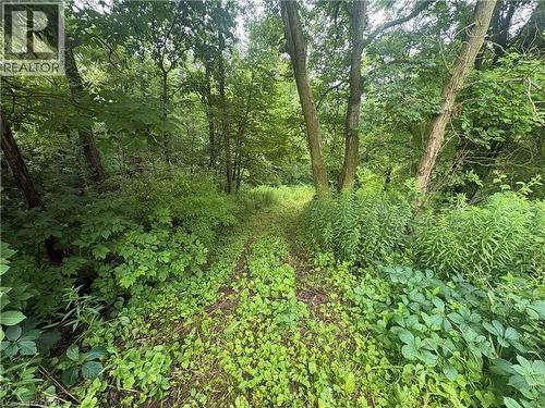 Wooded property featuring a natural pathway, mature trees, and dense undergrowth - 1629 Gregory Road, St. Catharines, ON 