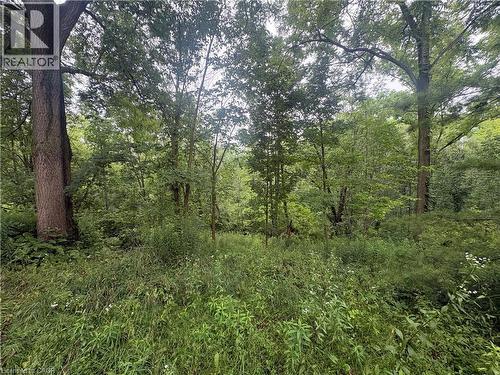 Mature tree canopy with abundant foliage - 1629 Gregory Road, St. Catharines, ON 