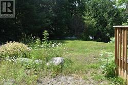 Back yard - 