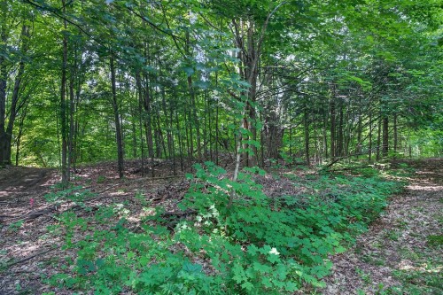 Wooded area - Ch. D'Oka, Oka, QC 