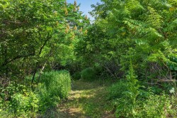 Wooded area - 