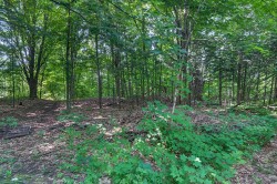 Wooded area - 