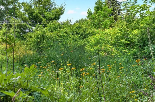 Wooded area - Ch. D'Oka, Oka, QC 