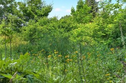 Wooded area - 