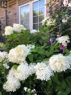 Front Garden - 