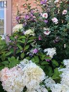 Front Gardens - 