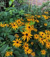 Backyard Flowers - 