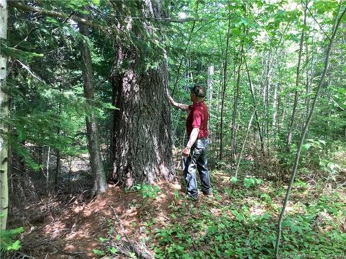 35 Ch Rang 7 Et 8, Kedgwick, NB 