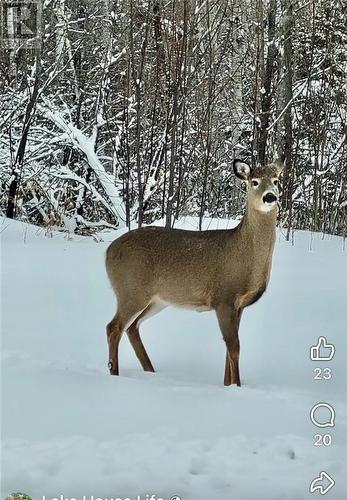 30 Shields Point Road, Bonfield, ON - Outdoor With Body Of Water