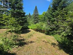 backyard with creek - 